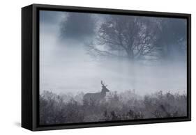 Red Deer Stag Makes His Way Through a Misty Landscape in Richmond Park-Alex Saberi-Framed Stretched Canvas