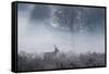 Red Deer Stag Makes His Way Through a Misty Landscape in Richmond Park-Alex Saberi-Framed Stretched Canvas