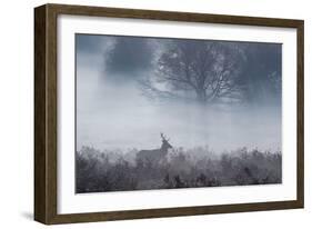 Red Deer Stag Makes His Way Through a Misty Landscape in Richmond Park-Alex Saberi-Framed Photographic Print