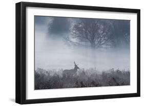 Red Deer Stag Makes His Way Through a Misty Landscape in Richmond Park-Alex Saberi-Framed Photographic Print