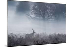 Red Deer Stag Makes His Way Through a Misty Landscape in Richmond Park-Alex Saberi-Mounted Photographic Print