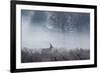 Red Deer Stag Makes His Way Through a Misty Landscape in Richmond Park-Alex Saberi-Framed Photographic Print