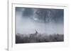 Red Deer Stag Makes His Way Through a Misty Landscape in Richmond Park-Alex Saberi-Framed Photographic Print