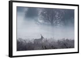 Red Deer Stag Makes His Way Through a Misty Landscape in Richmond Park-Alex Saberi-Framed Photographic Print
