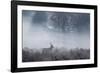 Red Deer Stag Makes His Way Through a Misty Landscape in Richmond Park-Alex Saberi-Framed Photographic Print