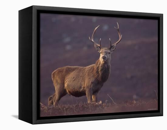 Red Deer Stag on Hillside, Inverness-Shire, Scotland-Niall Benvie-Framed Stretched Canvas