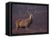 Red Deer Stag on Hillside, Inverness-Shire, Scotland-Niall Benvie-Framed Stretched Canvas