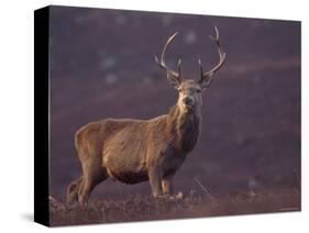 Red Deer Stag on Hillside, Inverness-Shire, Scotland-Niall Benvie-Stretched Canvas