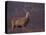 Red Deer Stag on Hillside, Inverness-Shire, Scotland-Niall Benvie-Stretched Canvas