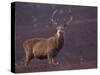 Red Deer Stag on Hillside, Inverness-Shire, Scotland-Niall Benvie-Stretched Canvas