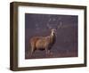 Red Deer Stag on Hillside, Inverness-Shire, Scotland-Niall Benvie-Framed Premium Photographic Print