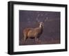 Red Deer Stag on Hillside, Inverness-Shire, Scotland-Niall Benvie-Framed Premium Photographic Print