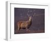 Red Deer Stag on Hillside, Inverness-Shire, Scotland-Niall Benvie-Framed Premium Photographic Print