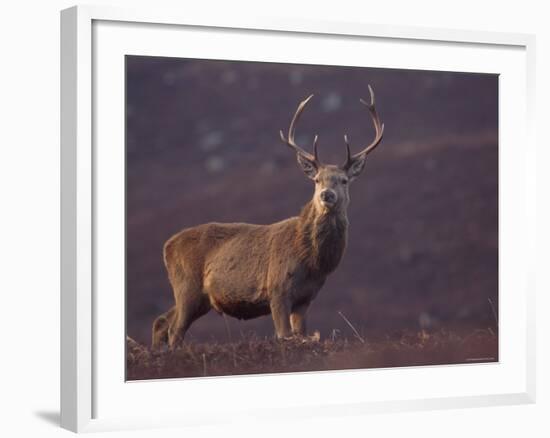 Red Deer Stag on Hillside, Inverness-Shire, Scotland-Niall Benvie-Framed Photographic Print