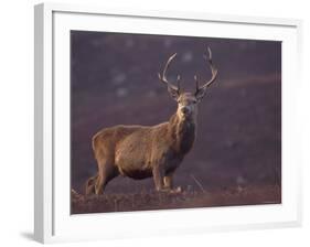 Red Deer Stag on Hillside, Inverness-Shire, Scotland-Niall Benvie-Framed Photographic Print