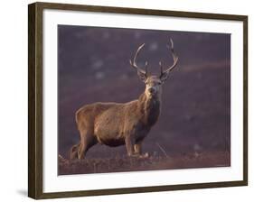 Red Deer Stag on Hillside, Inverness-Shire, Scotland-Niall Benvie-Framed Photographic Print