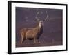 Red Deer Stag on Hillside, Inverness-Shire, Scotland-Niall Benvie-Framed Photographic Print