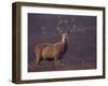 Red Deer Stag on Hillside, Inverness-Shire, Scotland-Niall Benvie-Framed Photographic Print