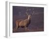 Red Deer Stag on Hillside, Inverness-Shire, Scotland-Niall Benvie-Framed Photographic Print