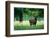 Red Deer Stag outside Autumn Forest, Animal Lying in the Grass, Nature Habitat, Czech Republic. Wil-Ondrej Prosicky-Framed Photographic Print