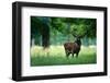 Red Deer Stag outside Autumn Forest, Animal Lying in the Grass, Nature Habitat, Czech Republic. Wil-Ondrej Prosicky-Framed Photographic Print