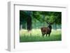 Red Deer Stag outside Autumn Forest, Animal Lying in the Grass, Nature Habitat, Czech Republic. Wil-Ondrej Prosicky-Framed Photographic Print