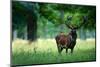 Red Deer Stag outside Autumn Forest, Animal Lying in the Grass, Nature Habitat, Czech Republic. Wil-Ondrej Prosicky-Mounted Photographic Print