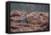 Red Deer Stag Portrait in Autumn Fall Winter Forest Landscape-Veneratio-Framed Stretched Canvas