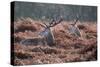 Red Deer Stag Portrait in Autumn Fall Winter Forest Landscape-Veneratio-Stretched Canvas