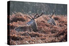 Red Deer Stag Portrait in Autumn Fall Winter Forest Landscape-Veneratio-Stretched Canvas