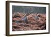 Red Deer Stag Portrait in Autumn Fall Winter Forest Landscape-Veneratio-Framed Photographic Print