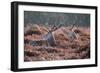 Red Deer Stag Portrait in Autumn Fall Winter Forest Landscape-Veneratio-Framed Photographic Print