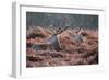Red Deer Stag Portrait in Autumn Fall Winter Forest Landscape-Veneratio-Framed Photographic Print