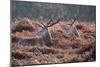 Red Deer Stag Portrait in Autumn Fall Winter Forest Landscape-Veneratio-Mounted Photographic Print