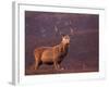 Red Deer Stag Portrait, Scotland, Inverness-Shire-Niall Benvie-Framed Photographic Print