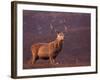 Red Deer Stag Portrait, Scotland, Inverness-Shire-Niall Benvie-Framed Photographic Print