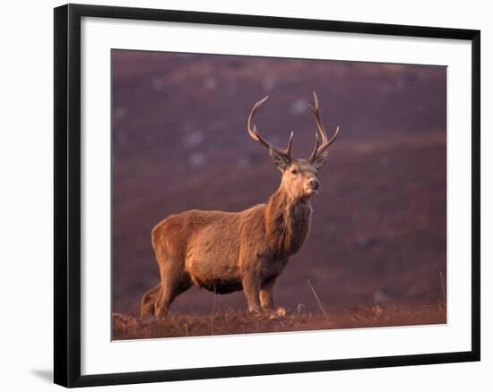 Red Deer Stag Portrait, Scotland, Inverness-Shire-Niall Benvie-Framed Photographic Print