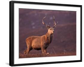 Red Deer Stag Portrait, Scotland, Inverness-Shire-Niall Benvie-Framed Photographic Print