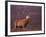 Red Deer Stag Portrait, Scotland, Inverness-Shire-Niall Benvie-Framed Photographic Print