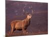 Red Deer Stag Portrait, Scotland, Inverness-Shire-Niall Benvie-Mounted Photographic Print