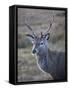 Red Deer Stag, Rannoch Moor, Near Fort William, Highland, Scotland, United Kingdom, Europe-null-Framed Stretched Canvas