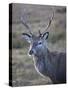 Red Deer Stag, Rannoch Moor, Near Fort William, Highland, Scotland, United Kingdom, Europe-null-Stretched Canvas