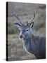 Red Deer Stag, Rannoch Moor, Near Fort William, Highland, Scotland, United Kingdom, Europe-null-Stretched Canvas