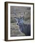 Red Deer Stag, Rannoch Moor, Near Fort William, Highland, Scotland, United Kingdom, Europe-null-Framed Photographic Print