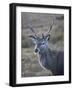 Red Deer Stag, Rannoch Moor, Near Fort William, Highland, Scotland, United Kingdom, Europe-null-Framed Photographic Print