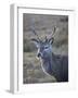 Red Deer Stag, Rannoch Moor, Near Fort William, Highland, Scotland, United Kingdom, Europe-null-Framed Photographic Print