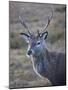 Red Deer Stag, Rannoch Moor, Near Fort William, Highland, Scotland, United Kingdom, Europe-null-Mounted Photographic Print