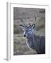 Red Deer Stag, Rannoch Moor, Near Fort William, Highland, Scotland, United Kingdom, Europe-null-Framed Photographic Print