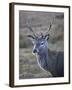 Red Deer Stag, Rannoch Moor, Near Fort William, Highland, Scotland, United Kingdom, Europe-null-Framed Photographic Print