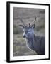 Red Deer Stag, Rannoch Moor, Near Fort William, Highland, Scotland, United Kingdom, Europe-null-Framed Photographic Print